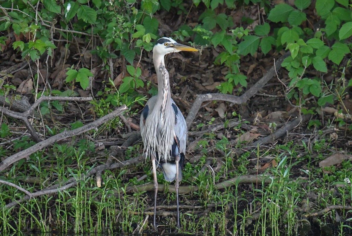 Great Blue Heron - Elaine Thomas