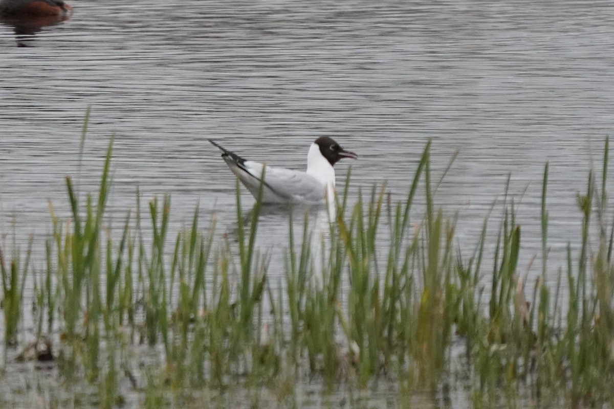 Black-headed Gull - Anna Guliaeva