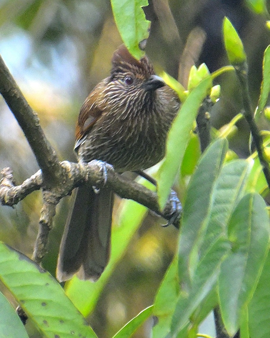 Striated Laughingthrush - Rajesh Gopalan