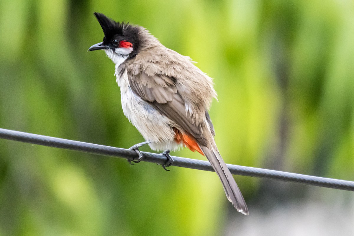 Red-whiskered Bulbul - Dr. Amitava Roy