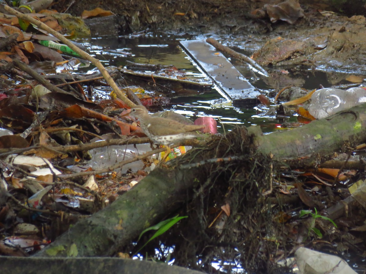 Spotted Sandpiper - ML618872862