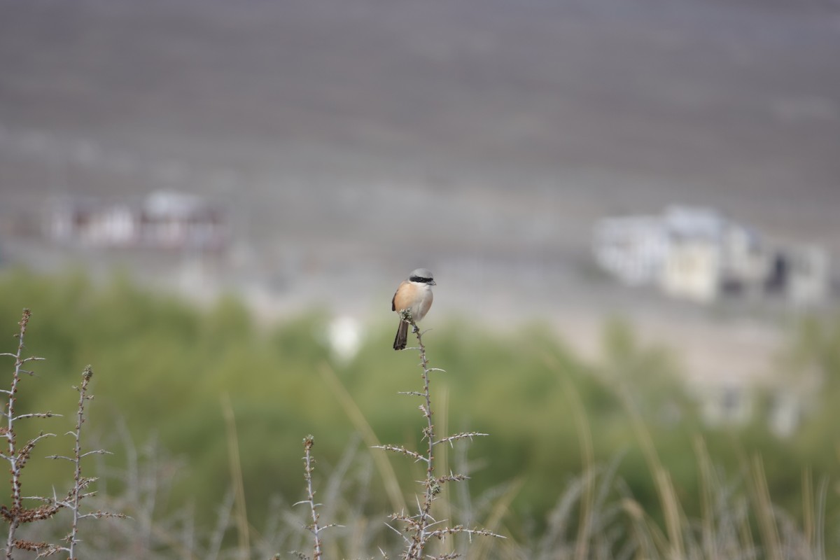 Long-tailed Shrike - Karma Sonam