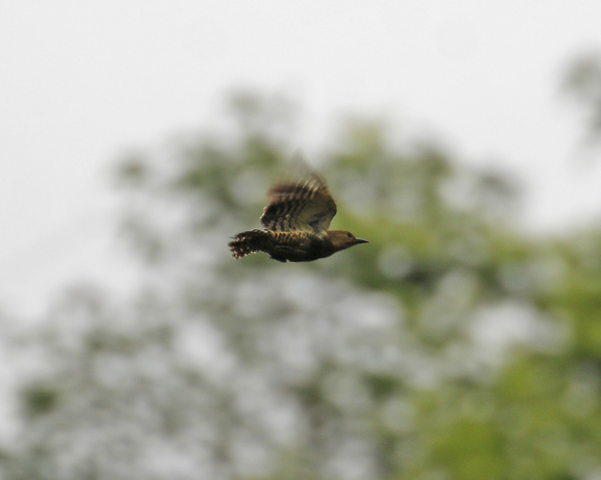 Buff-rumped Woodpecker - Neoh Hor Kee