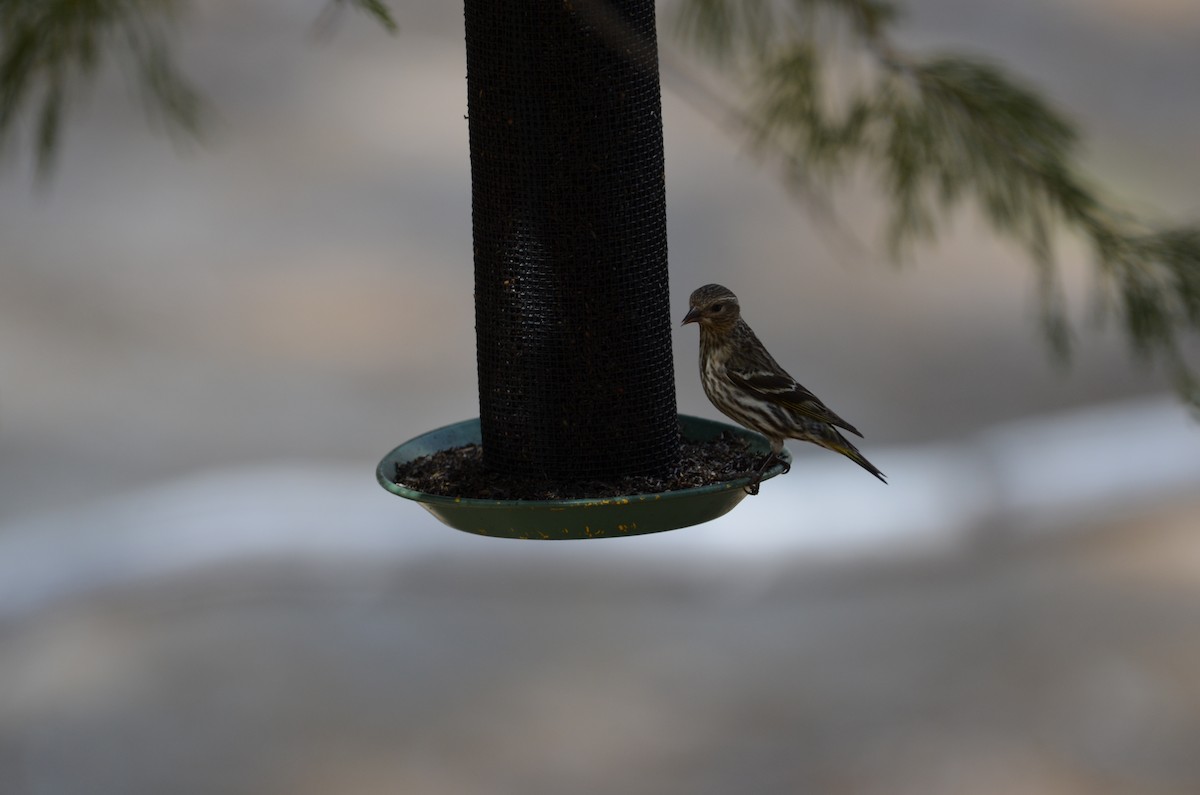 Pine Siskin - Andy Salinas