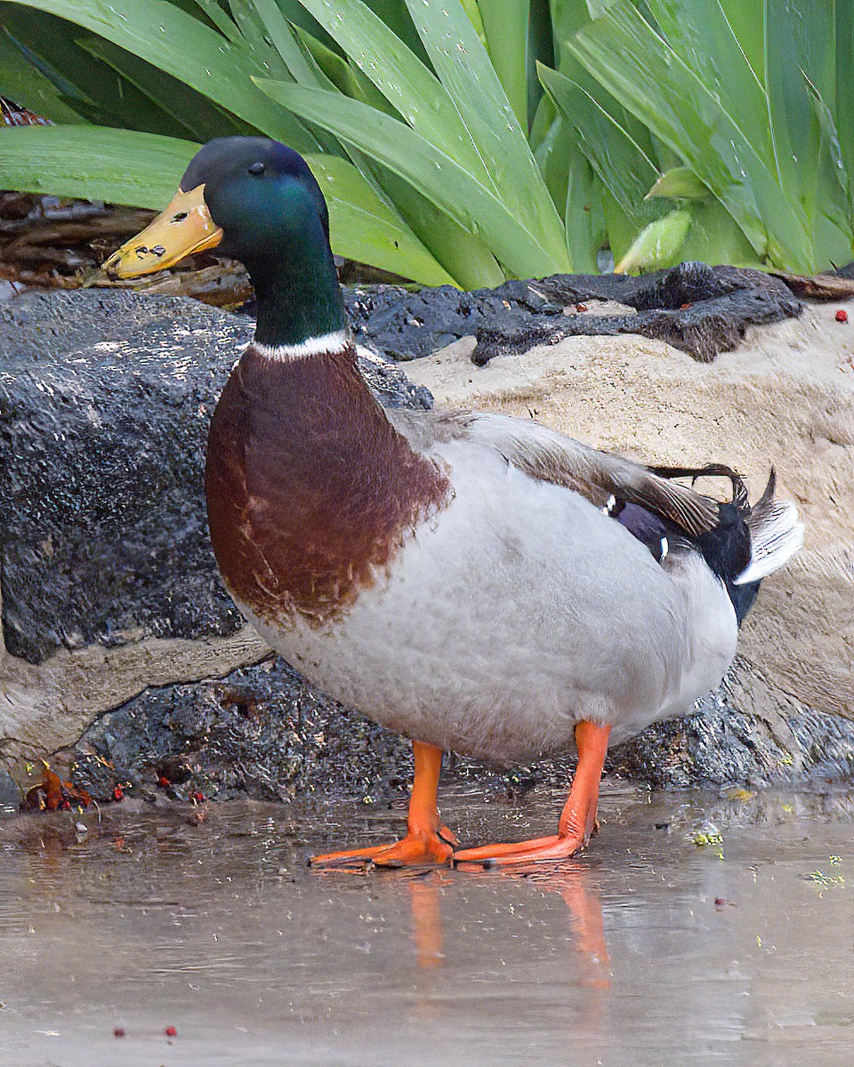 Mallard (Domestic type) - Jonathan Dowell