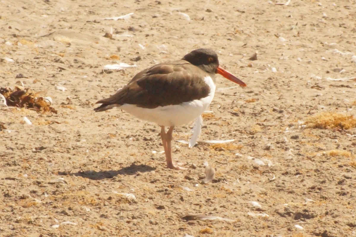 American Oystercatcher - Rodrigo Jorquera Gonzalez