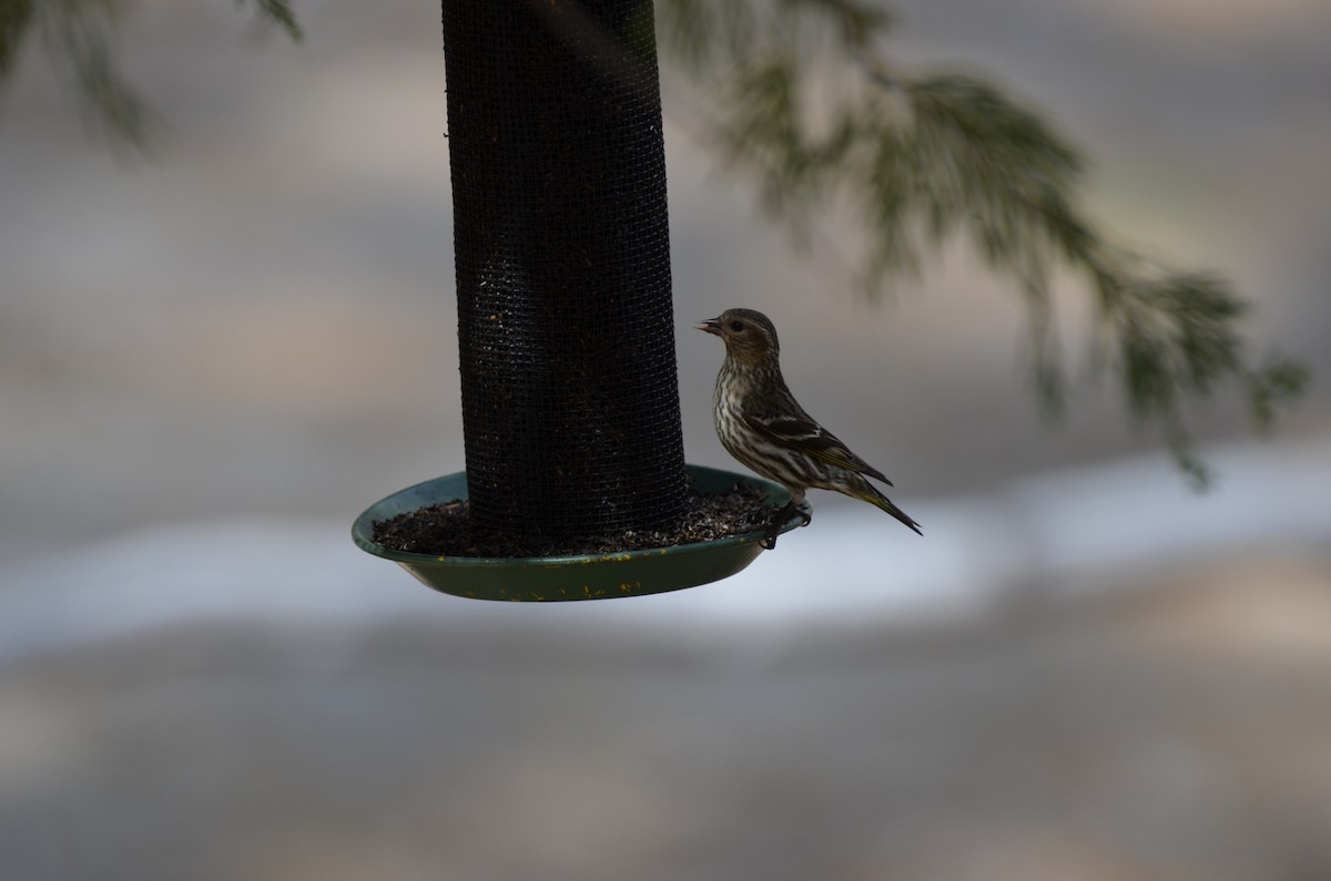 Pine Siskin - Andy Salinas