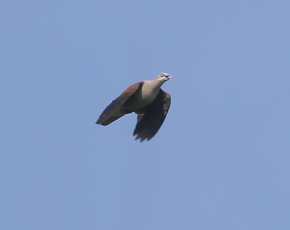 Mountain Imperial-Pigeon - Neoh Hor Kee