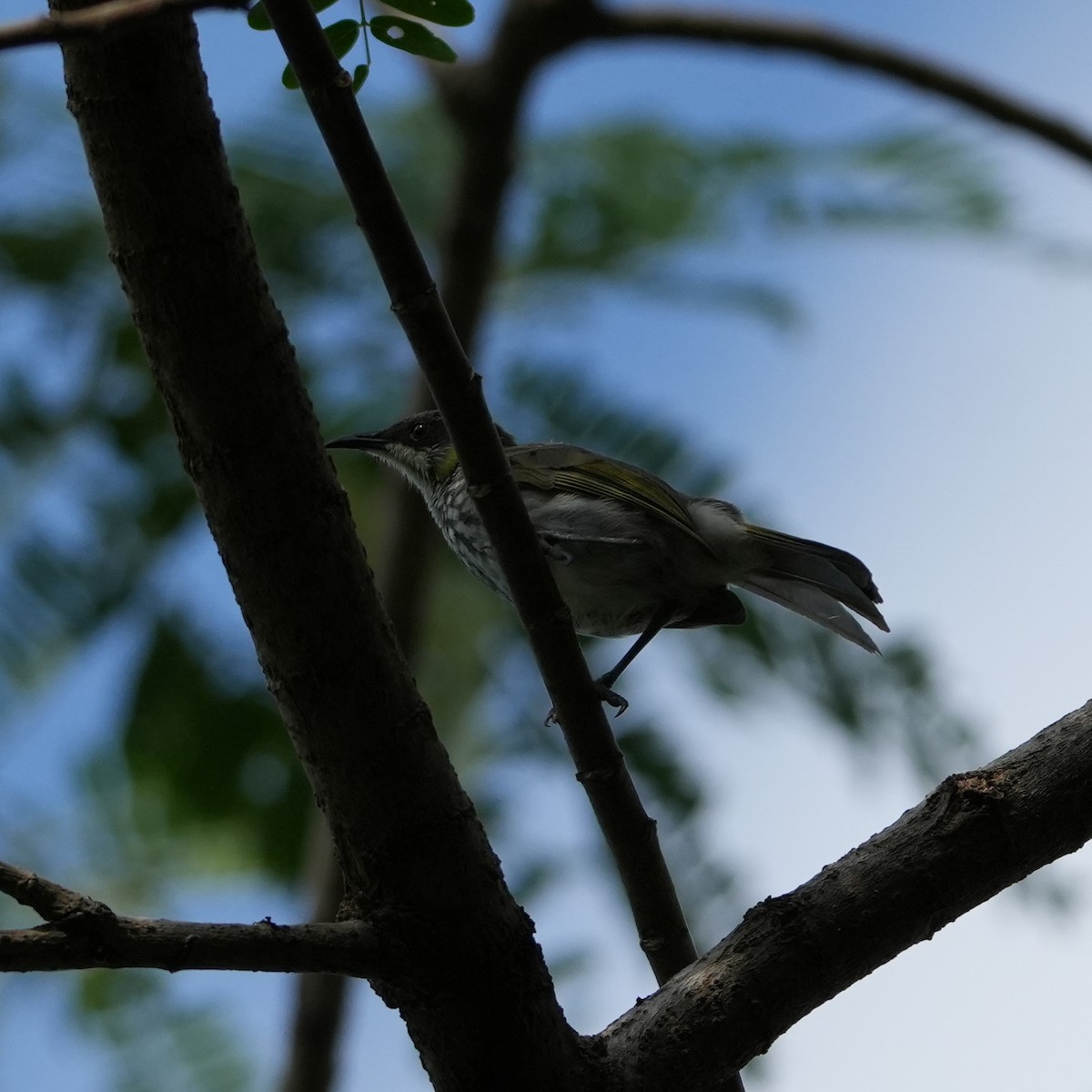 Streak-breasted Honeyeater - Sandy Gayasih