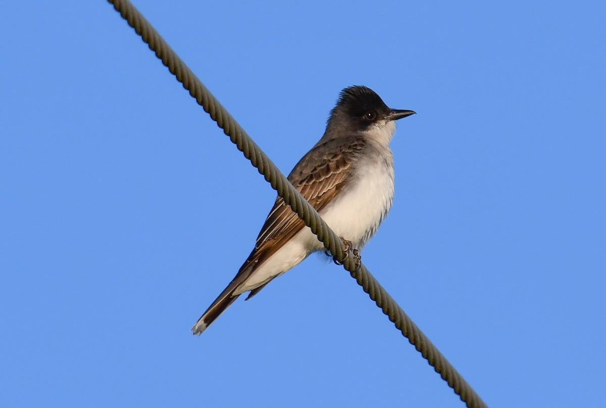 Eastern Kingbird - Elaine Thomas