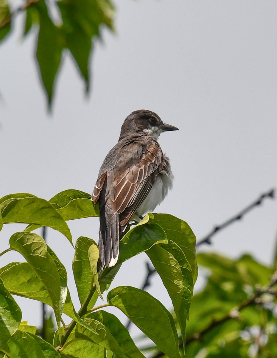 Eastern Kingbird - Elaine Thomas