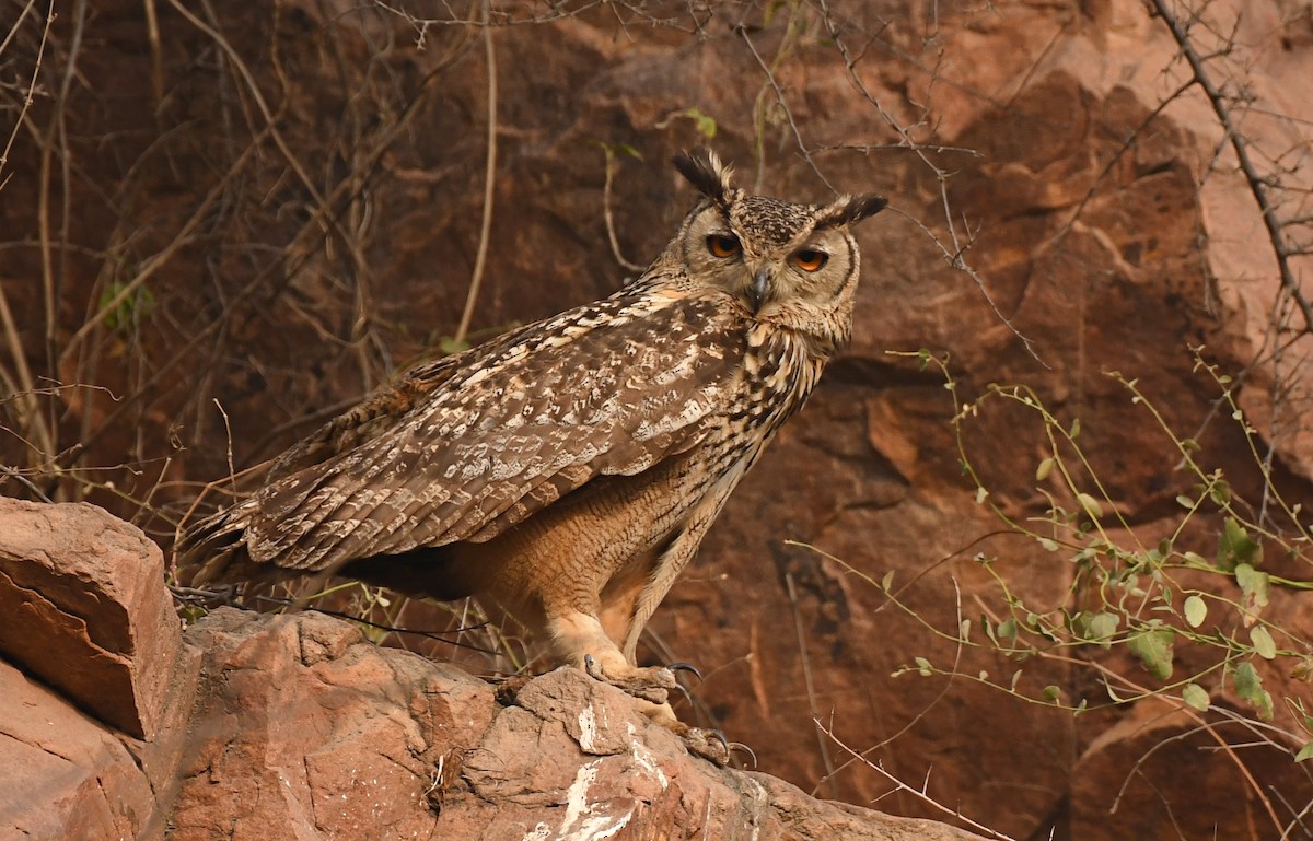 Rock Eagle-Owl - Manish Kumar