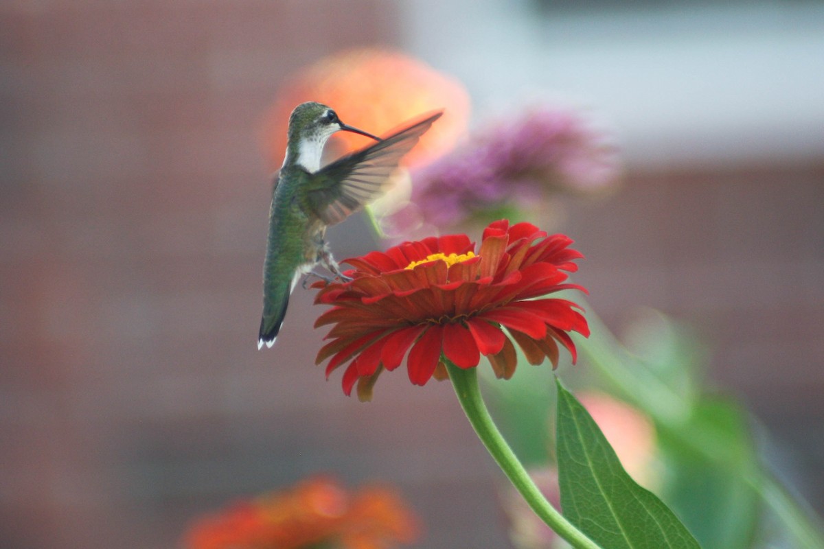 Ruby-throated Hummingbird - Katrina Klempa