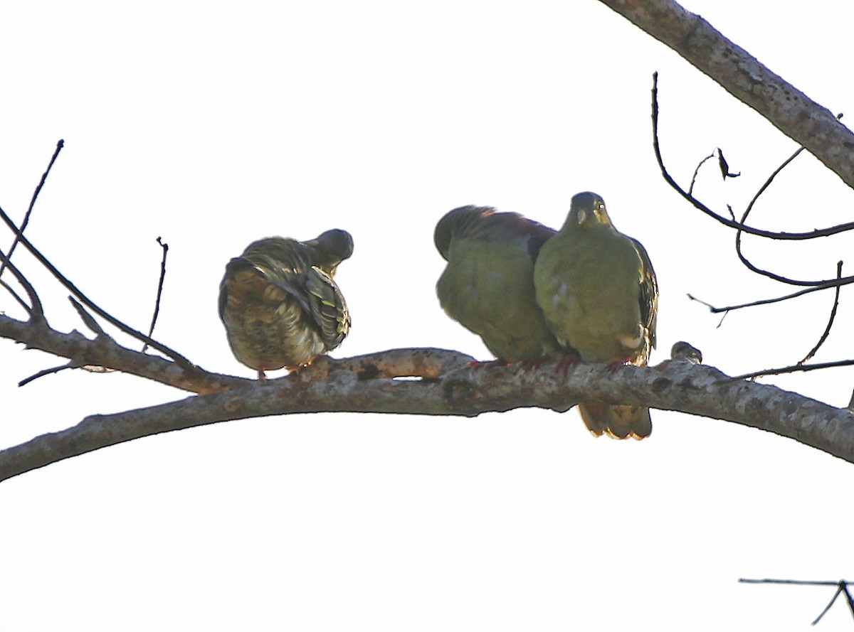 Thick-billed Green-Pigeon - Neoh Hor Kee