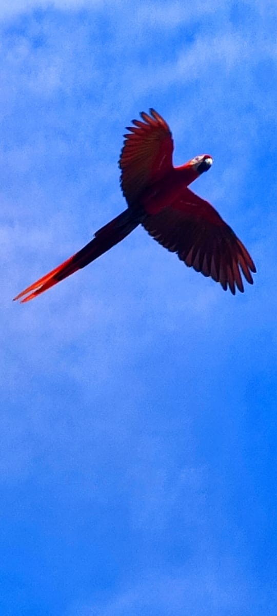 Scarlet Macaw - Anonymous