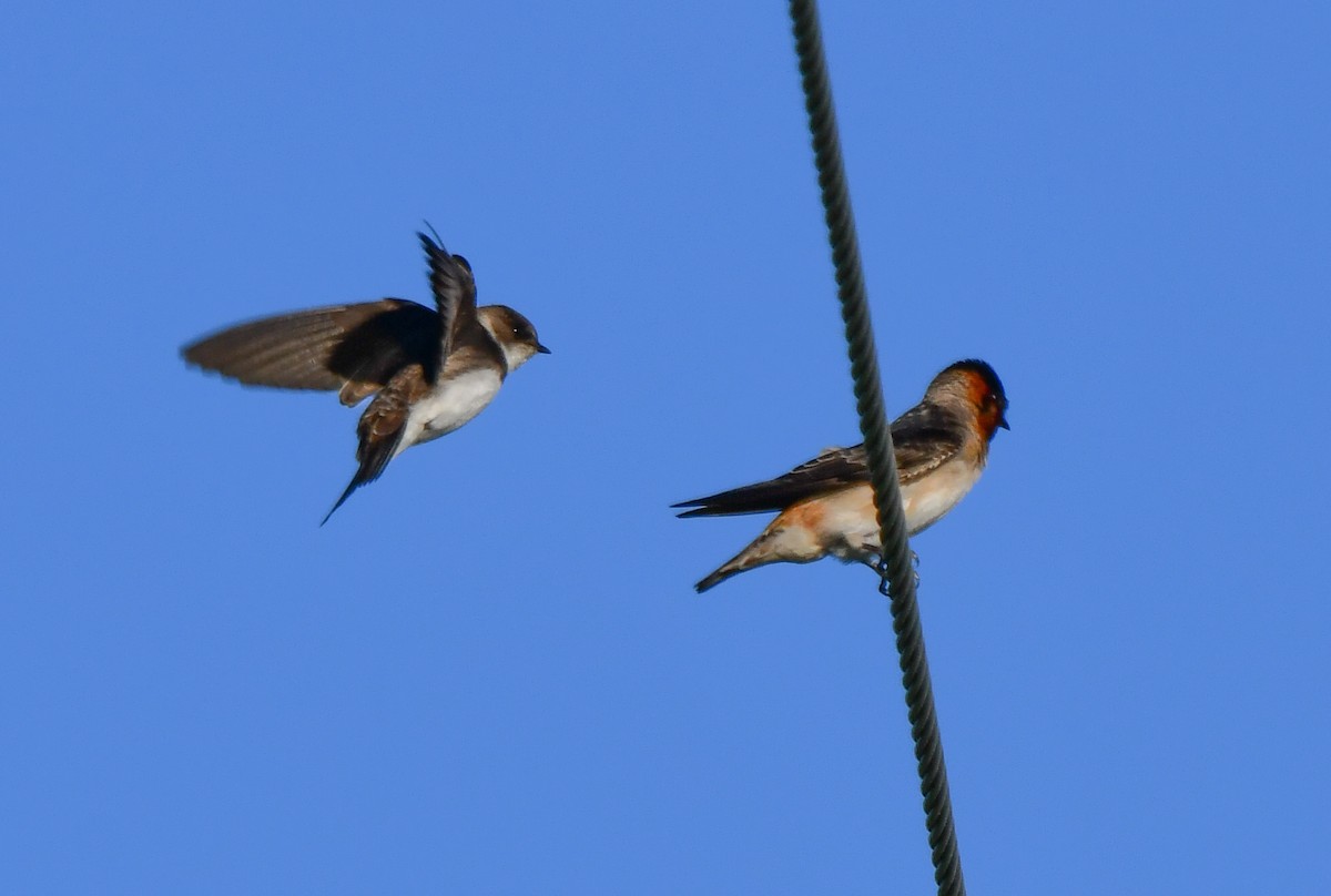 Barn Swallow - Elaine Thomas