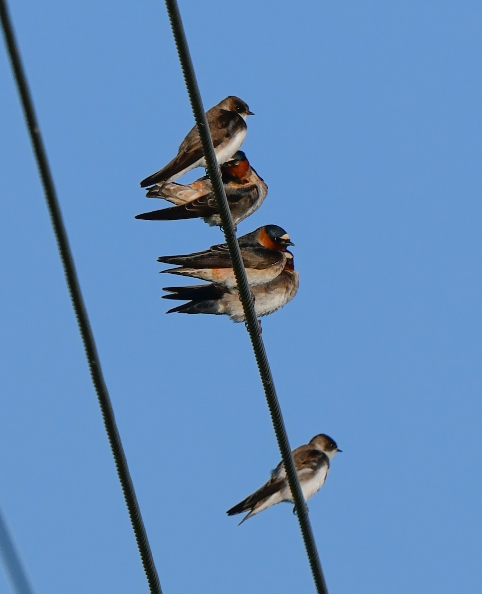 Barn Swallow - Elaine Thomas