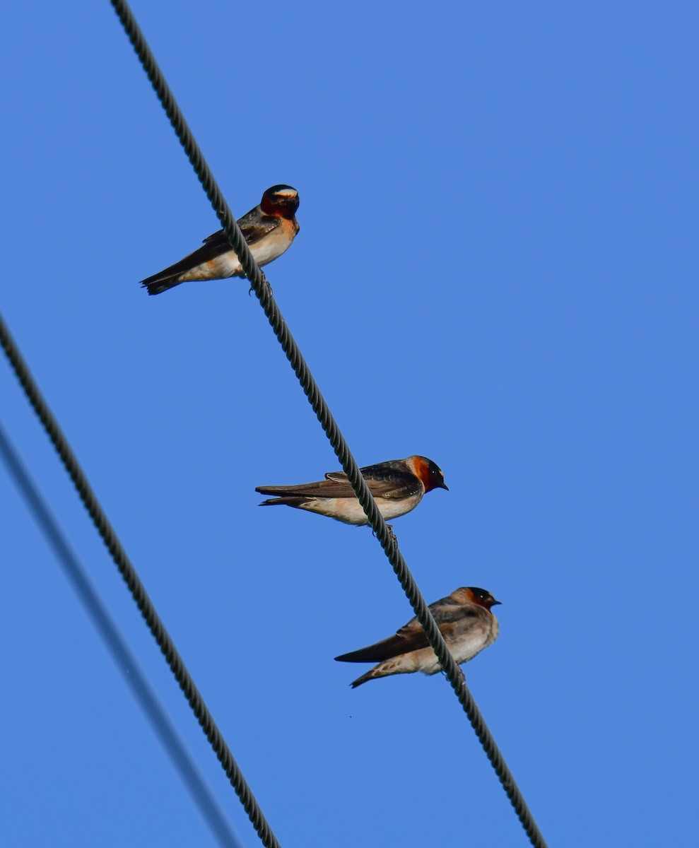 Barn Swallow - Elaine Thomas