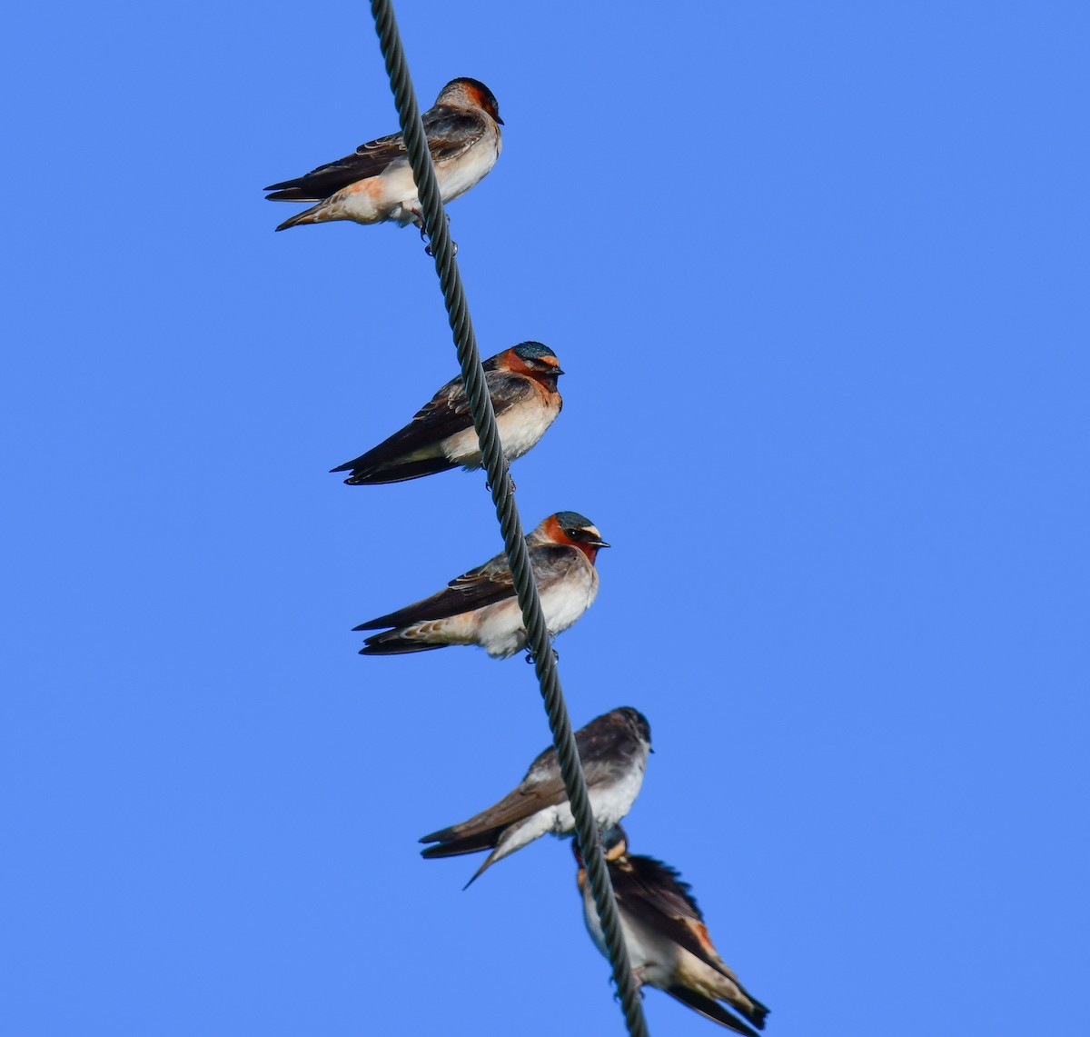 Barn Swallow - Elaine Thomas