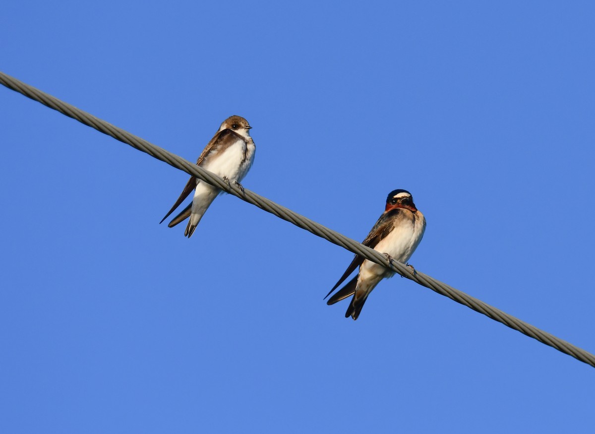 Barn Swallow - Elaine Thomas