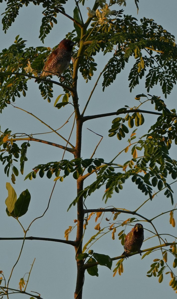 Scaly-breasted Munia - Sandy Gayasih