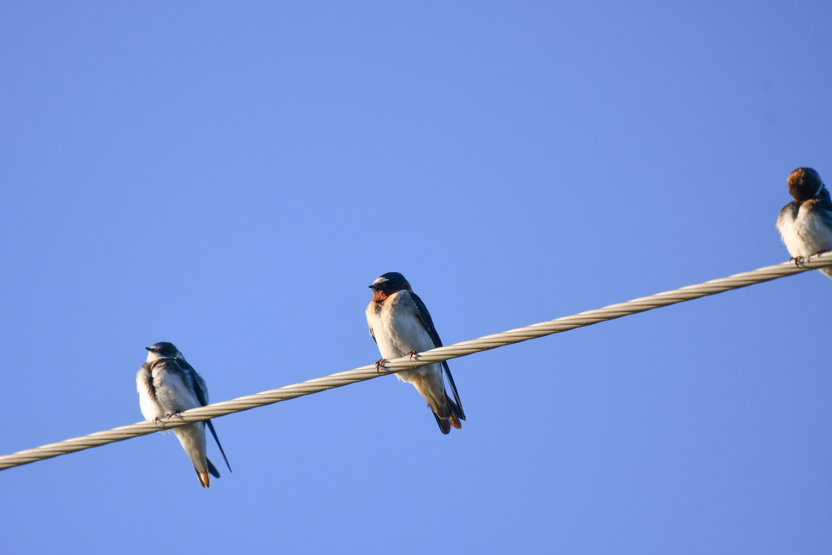 Barn Swallow - Elaine Thomas