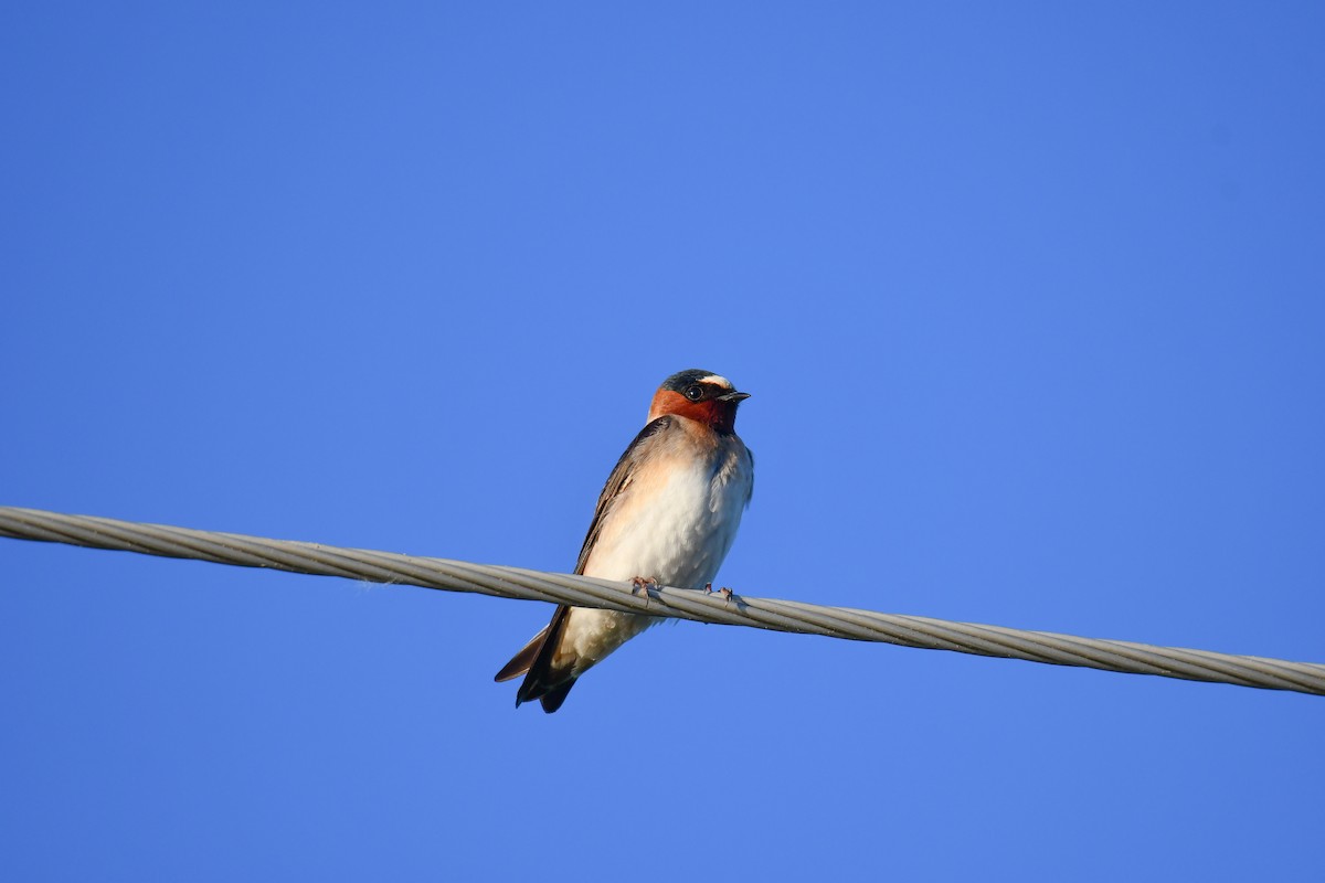 Barn Swallow - Elaine Thomas