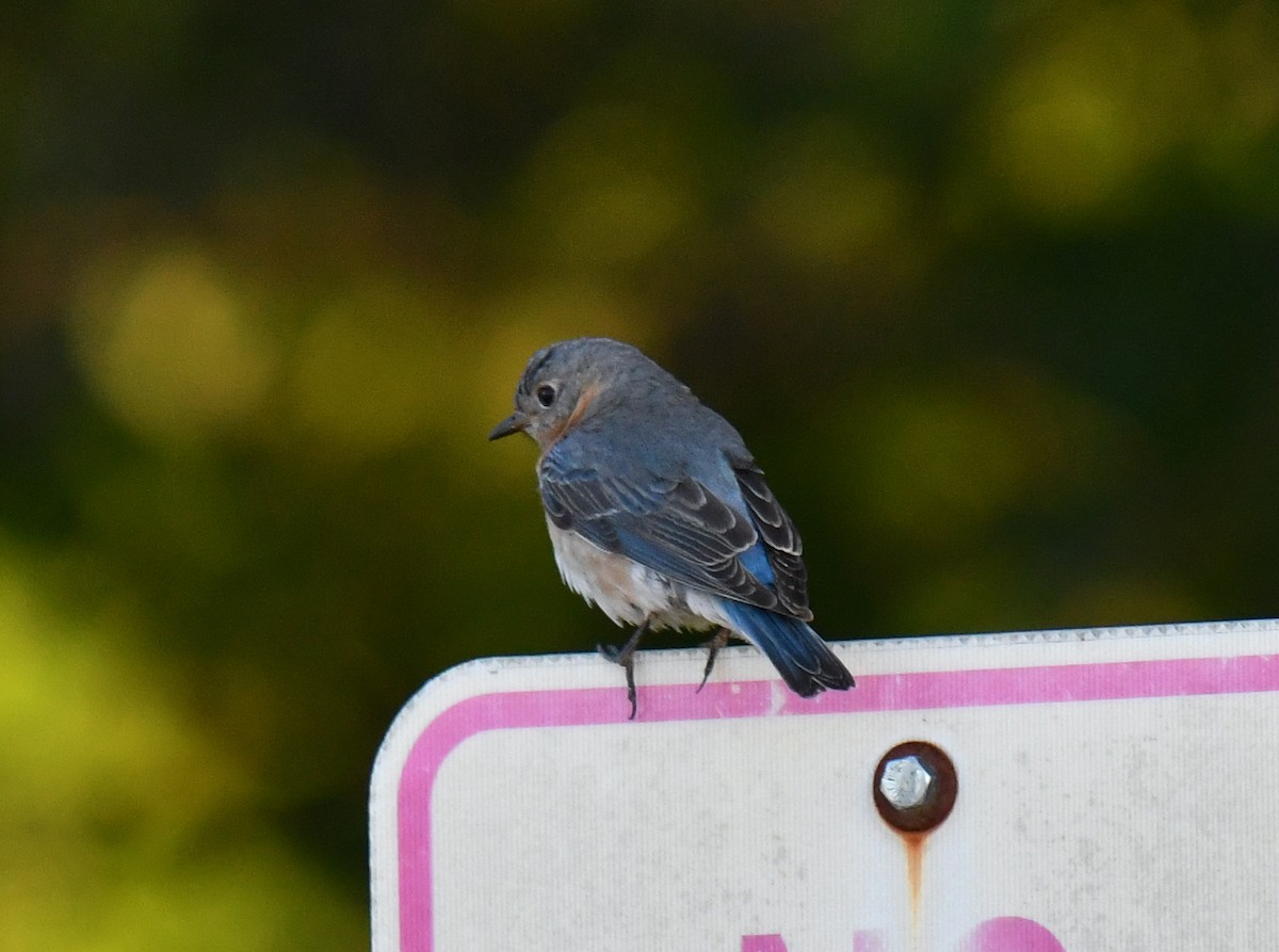 Eastern Bluebird - Elaine Thomas