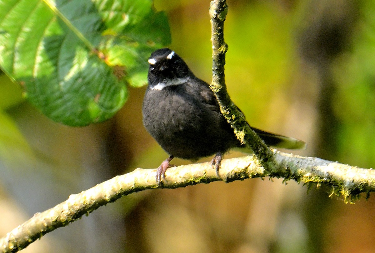 White-throated Fantail - Rajesh Gopalan