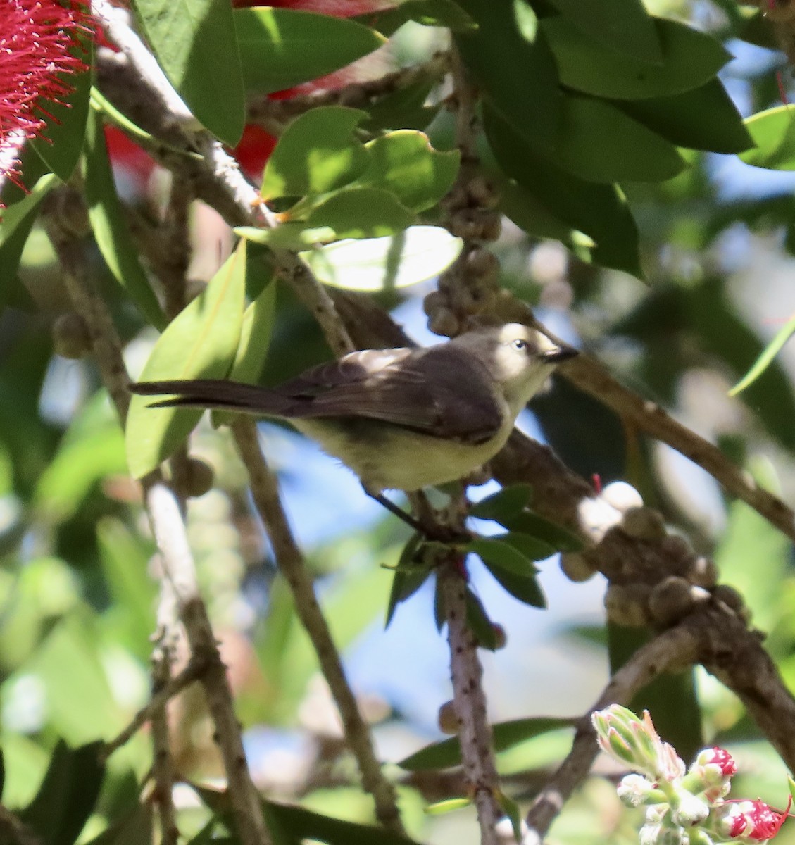 Bushtit - George Chrisman