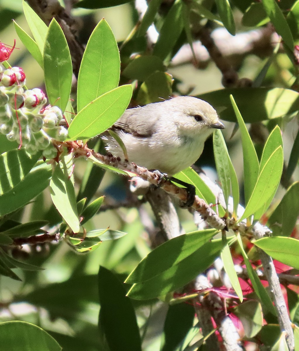 Bushtit - George Chrisman