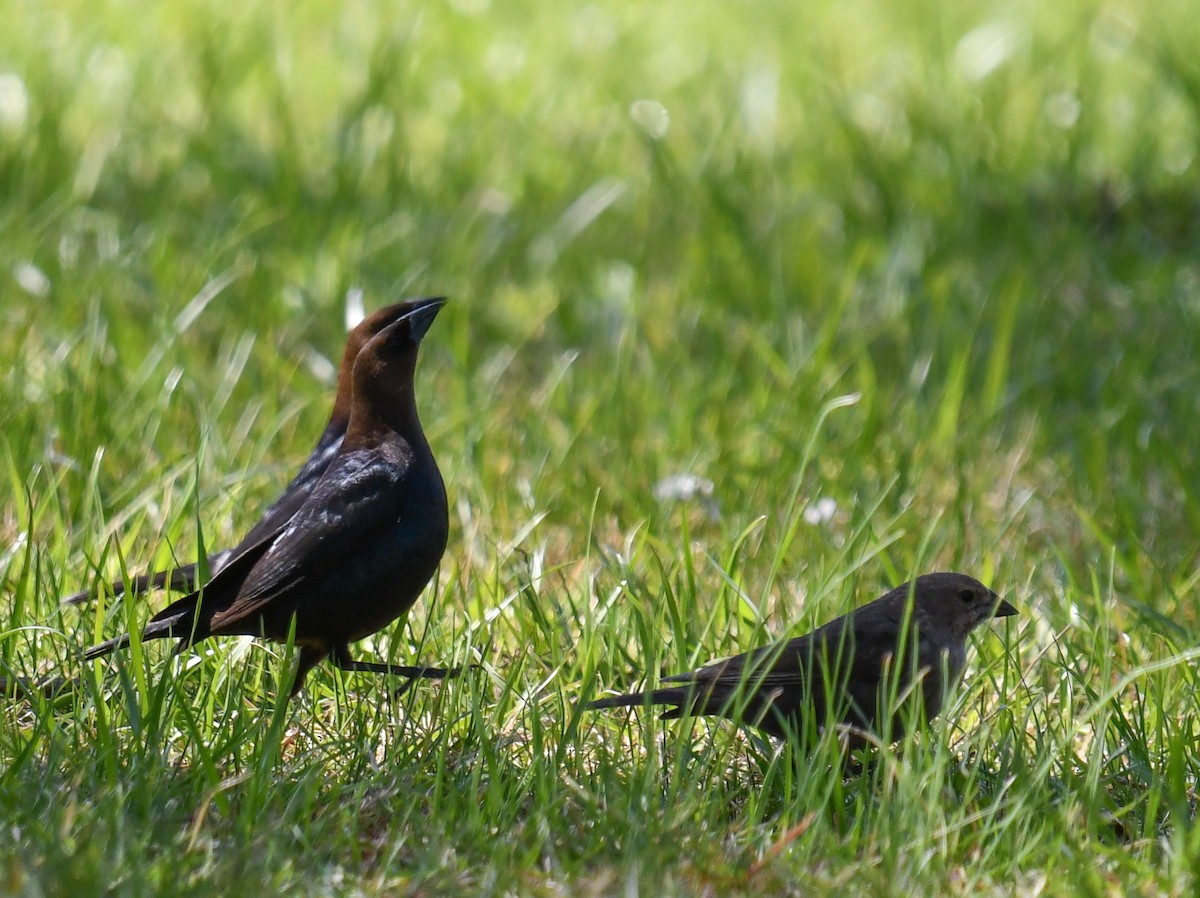 Brown-headed Cowbird - Elaine Thomas