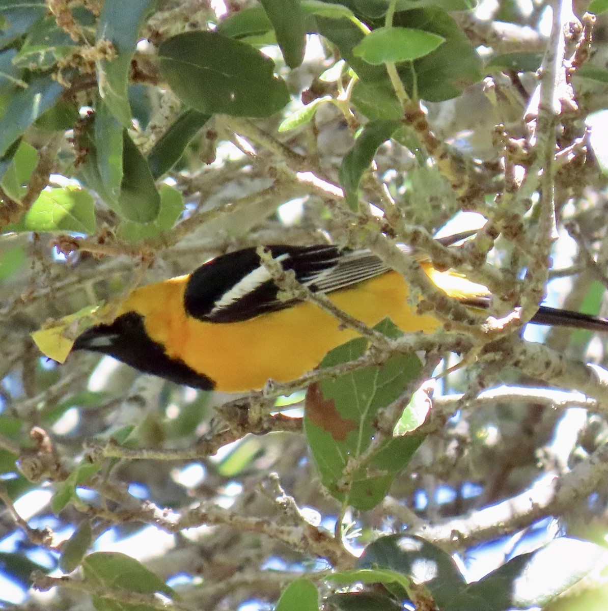 Hooded Oriole - George Chrisman