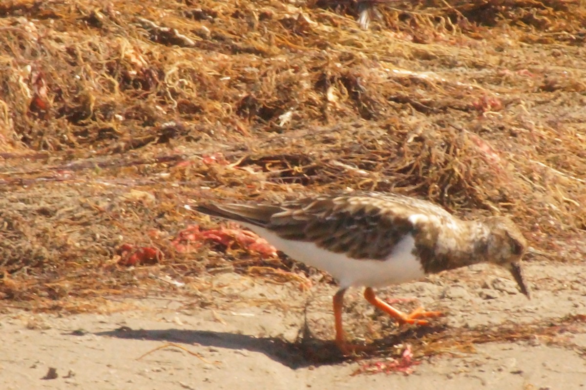 Ruddy Turnstone - Rodrigo Jorquera Gonzalez