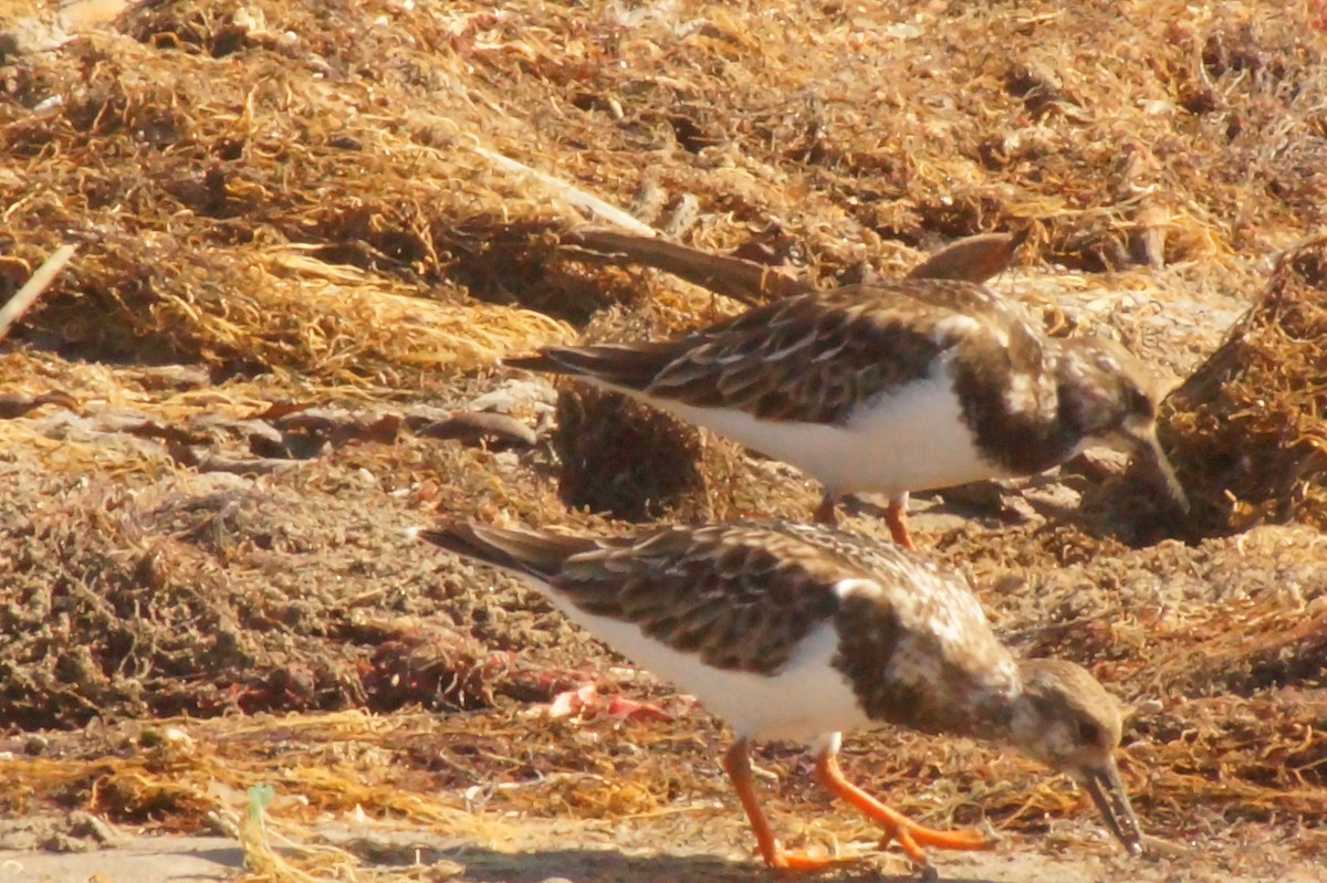 Ruddy Turnstone - Rodrigo Jorquera Gonzalez