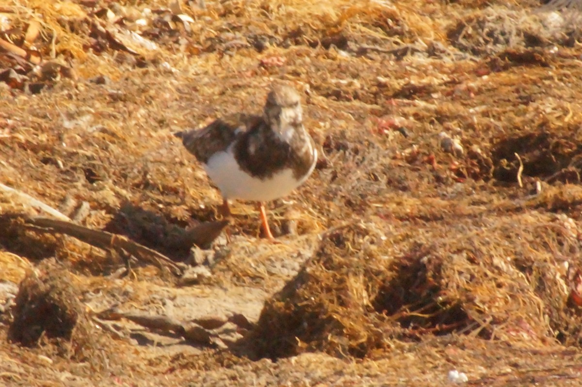 Ruddy Turnstone - Rodrigo Jorquera Gonzalez