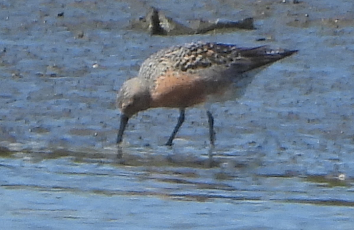 Red Knot - Forest Chapman