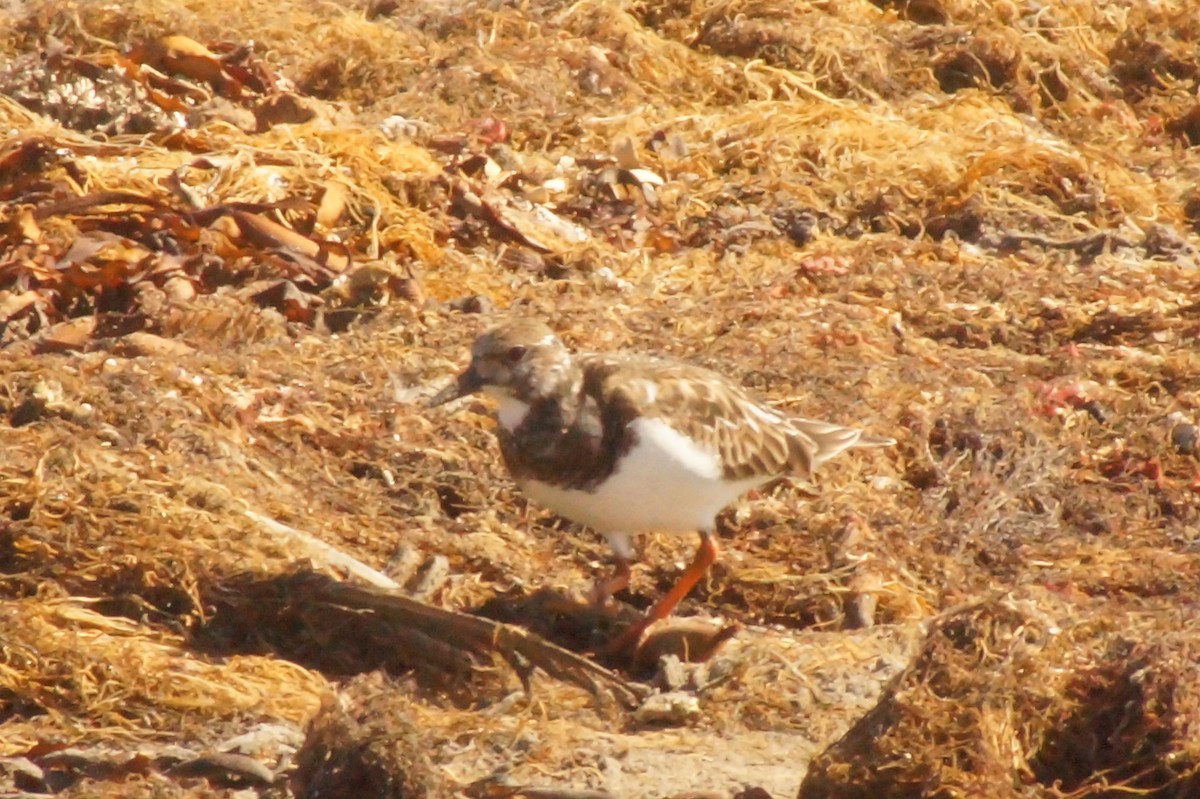 Ruddy Turnstone - Rodrigo Jorquera Gonzalez