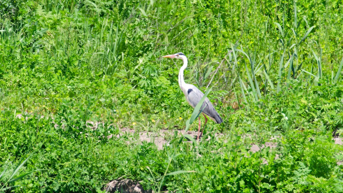 Gray Heron - ML618873068