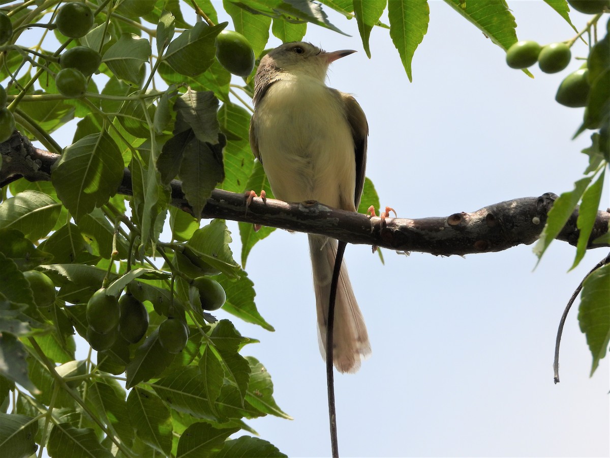 Plain Prinia - tiger 鄭