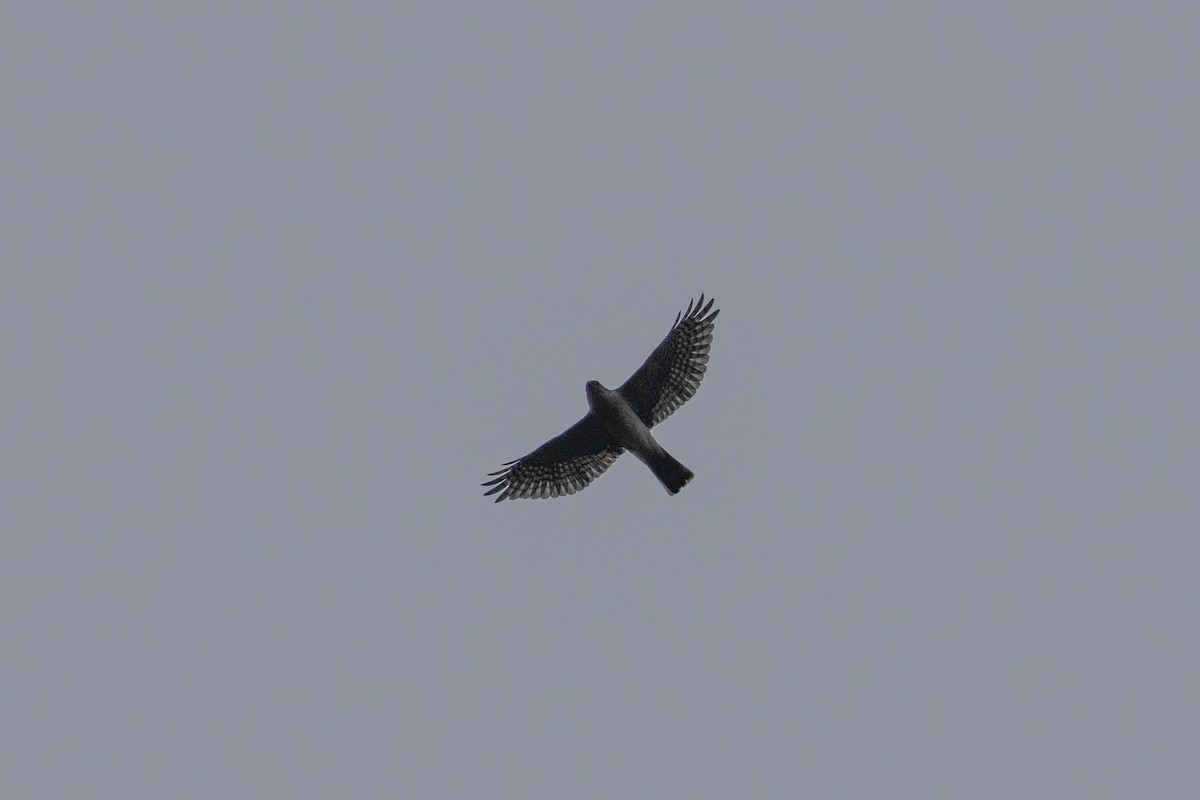 Japanese Sparrowhawk - Goose Way