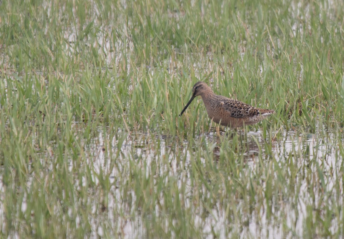 Long-billed Dowitcher - CARLA DAVIS