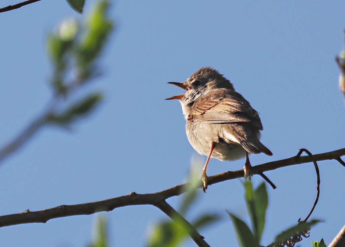 Greater Whitethroat - František Kopecký