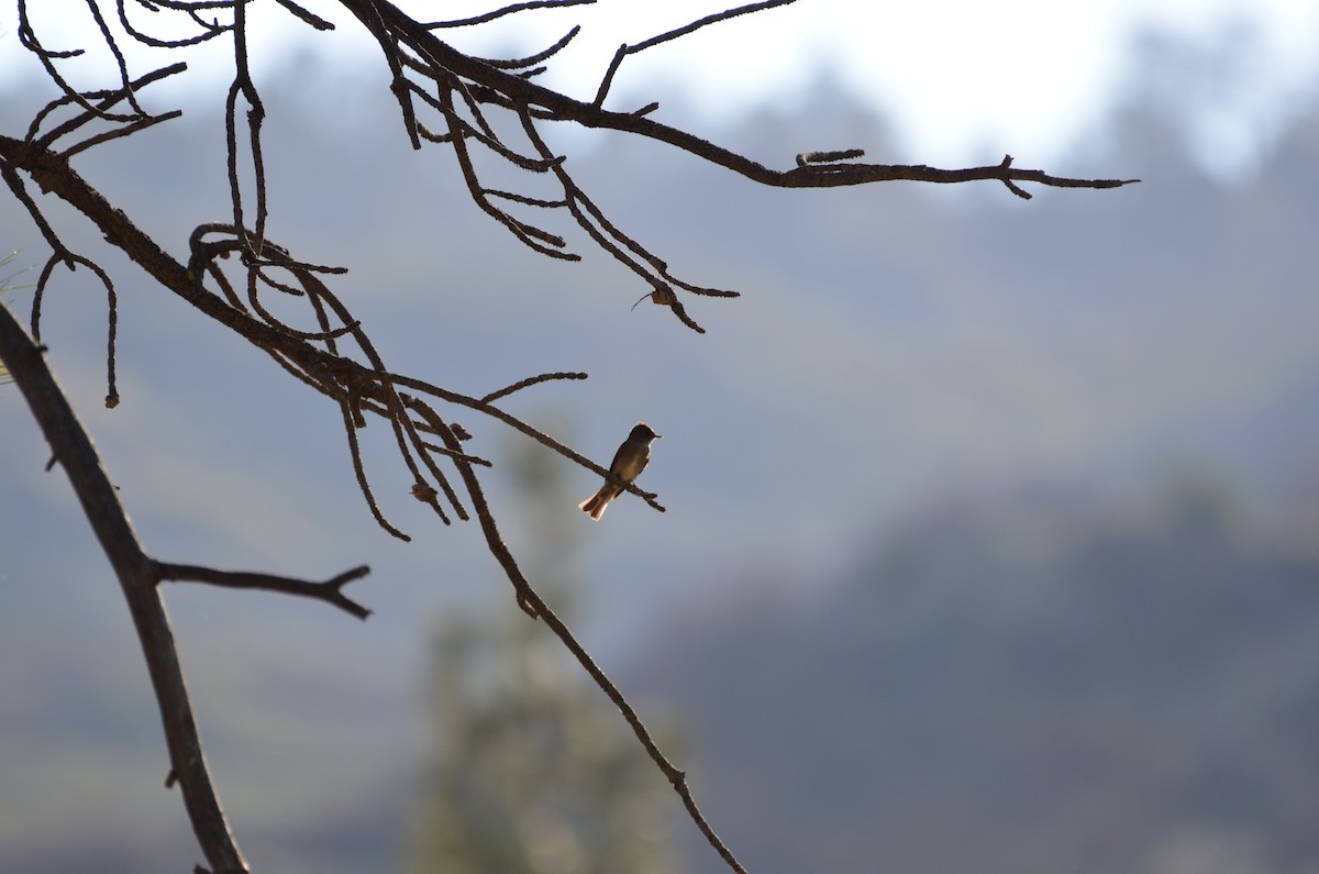 Olive-sided Flycatcher - Andy Salinas