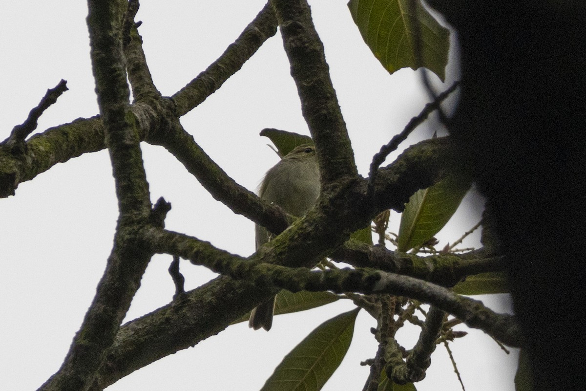 Arctic Warbler - Goose Way