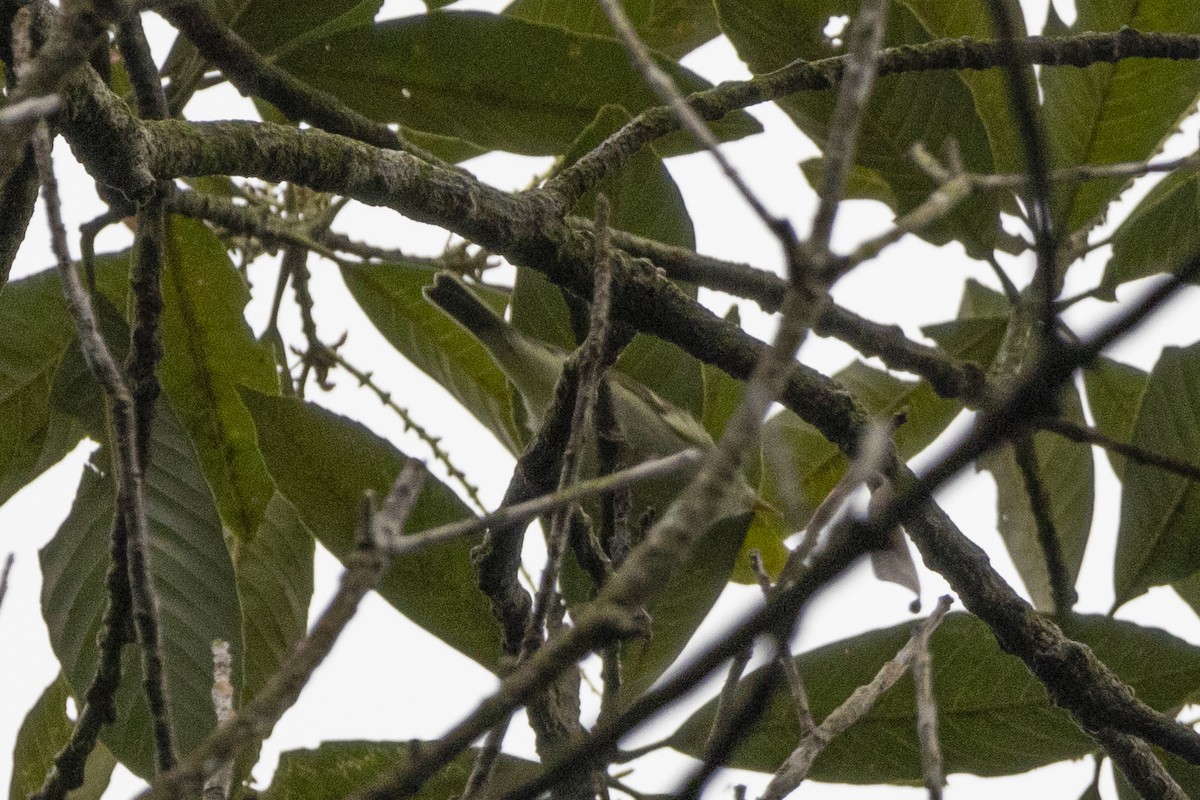 Arctic Warbler - Goose Way