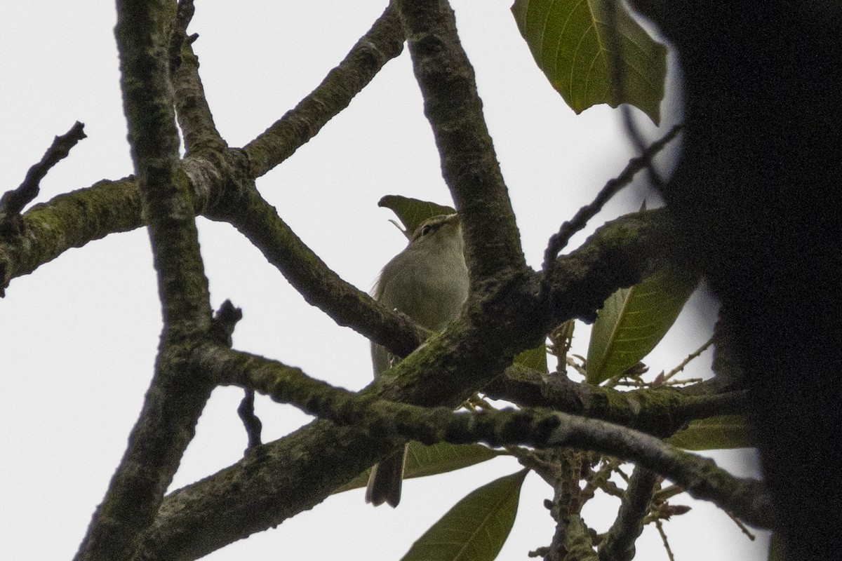 Arctic Warbler - Goose Way