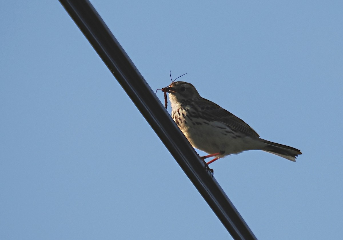 Meadow Pipit - František Kopecký