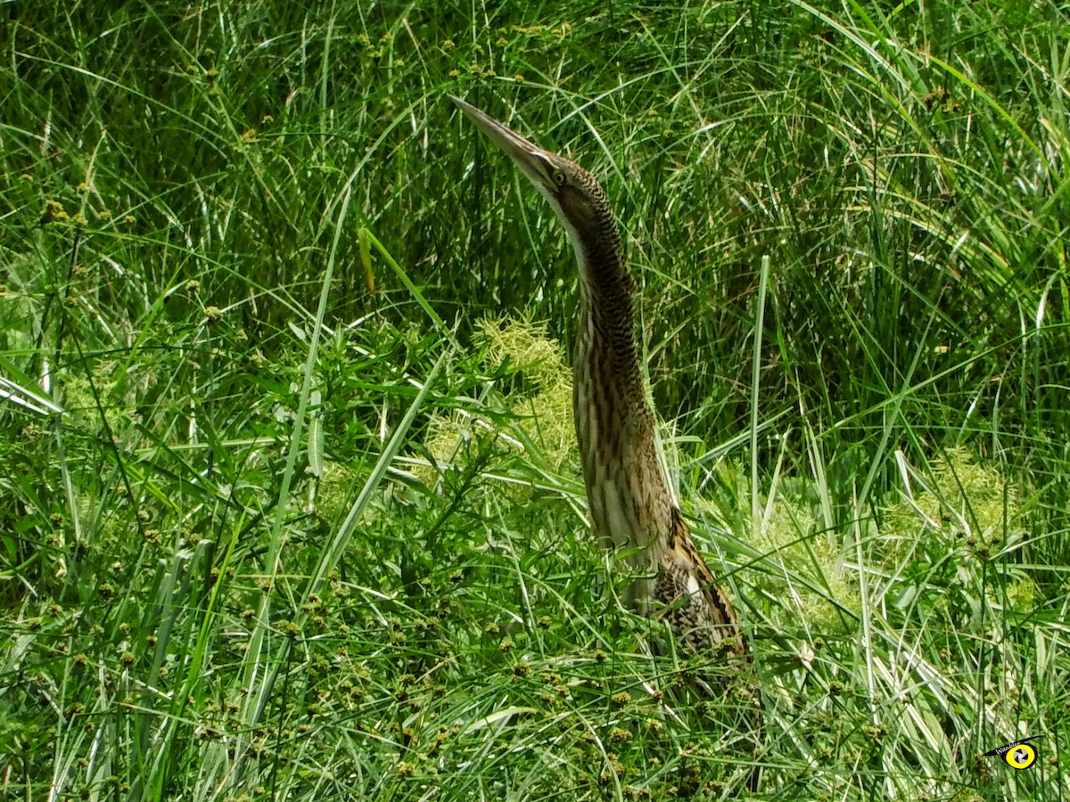 Pinnated Bittern - Christophe Lecocq