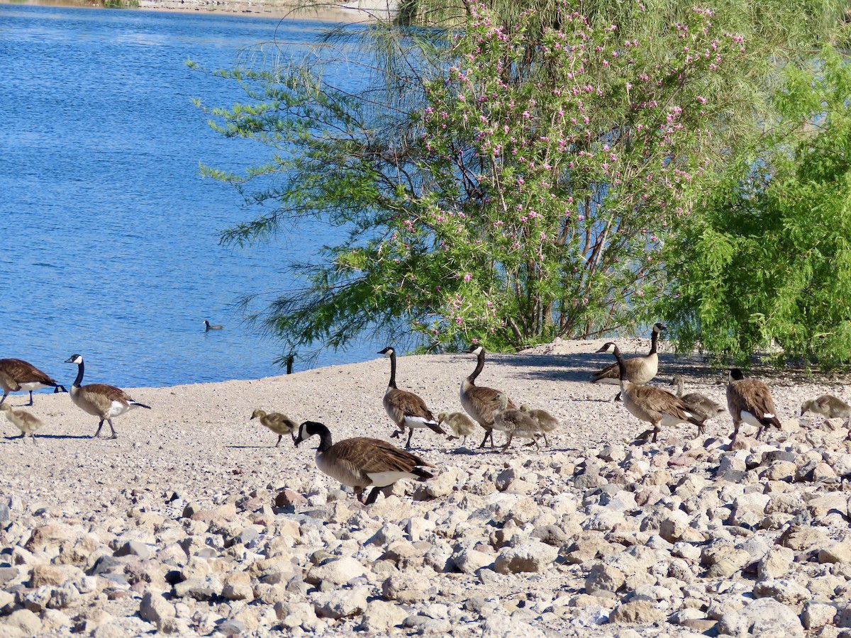 Canada Goose - Lisa Owens